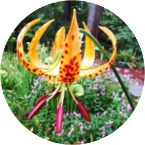 Lilium iridollae