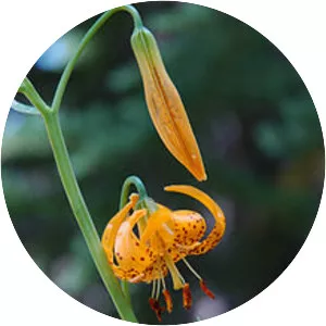 Lilium kelleyanum - Plants