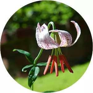Lilium kelloggii - Plants