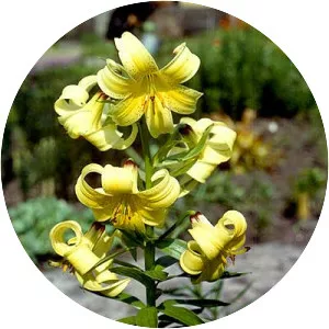 Lilium kesselringianum photograph