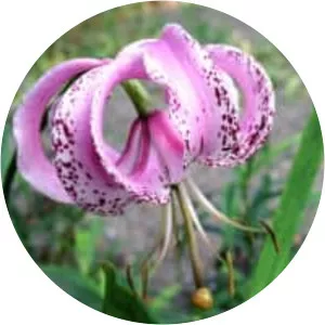 Lilium lankongense - 