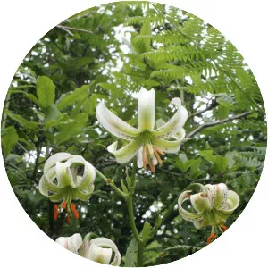 Lilium ledebourii