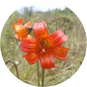 Lilium maritimum - Plants
