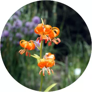 Lilium medeoloides