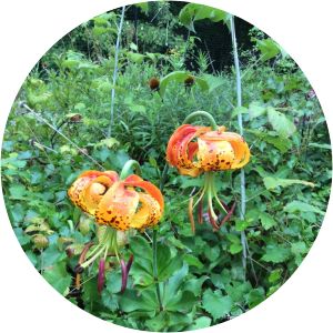 Lilium michauxii