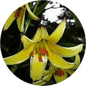Lilium monadelphum - 