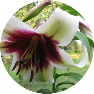 Lilium nepalense - Plants