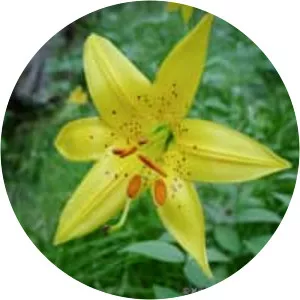 Lilium parryi - Plants