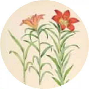 Lilium pensylvanicum - Plants