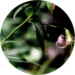 Lilium polyphyllum - 