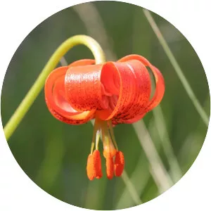 Lilium pomponium - Plants