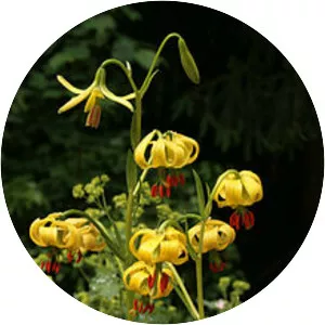 Lilium pyrenaicum - 