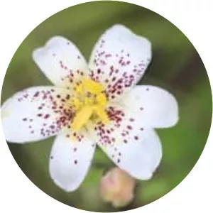 Lilium rubescens - Plants