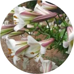 Lilium sargentiae - 