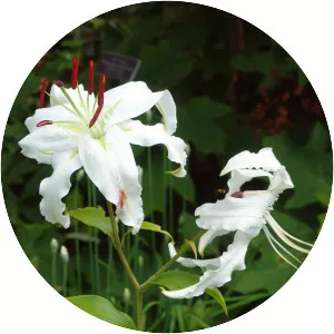 Lilium speciosum
