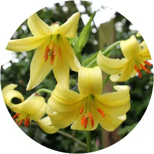 Lilium szovitsianum