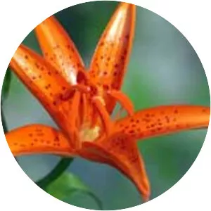 Lilium tsingtauense - 
