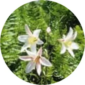 Lilium washingtonianum - Plants