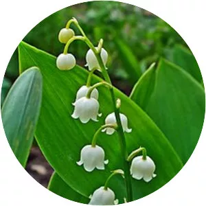 Lily of the valley