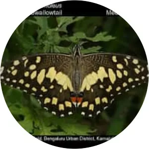 Lime butterfly - Insect