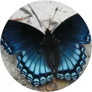 Limenitis arthemis