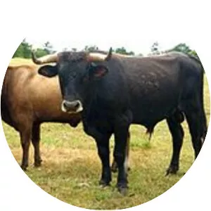 Limia cattle