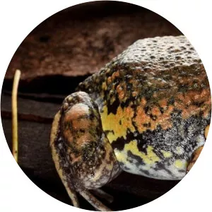 Limnodynastes dumerilii