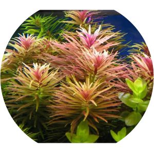 Limnophila aromatica