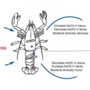 Limosilactobacillus fermentum