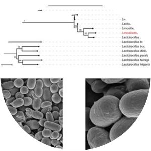 Limosilactobacillus reuteri
