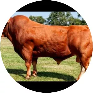 Limousin cattle
