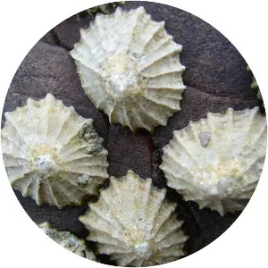Limpet - Animal