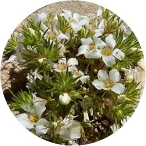 Linanthus demissus
