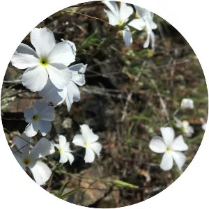 Linanthus