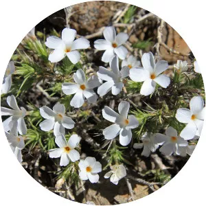 Linanthus pungens - 