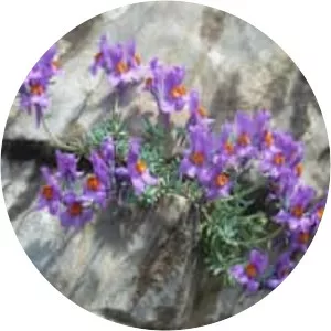 Linaria alpina - Plants