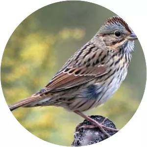 Lincoln's sparrow