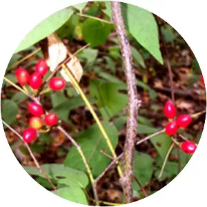 Lindera melissifolia