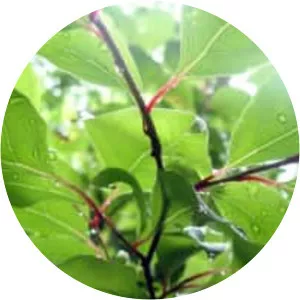 Lindera praecox