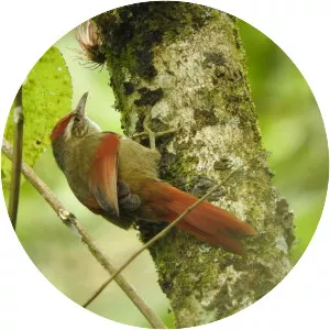 Line-cheeked spinetail