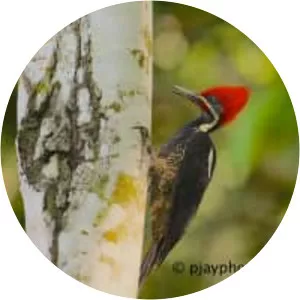 Lineated woodpecker