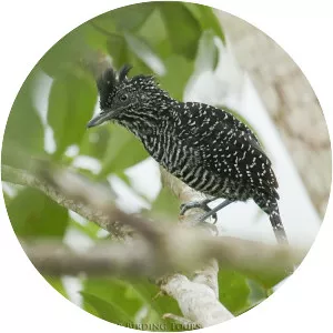 Lined antshrike