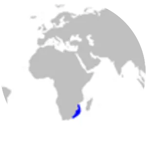 Lined catshark - Fish