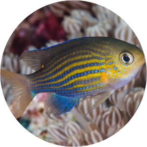 Lined chromis