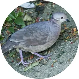 Lined quail-dove - Bird