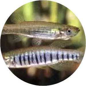 Lined topminnow - Fish