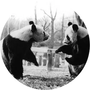 Ling-Ling and Hsing-Hsing