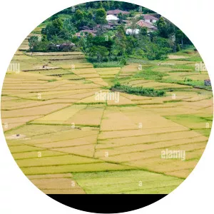 Lingko Spider Web Rice Fields