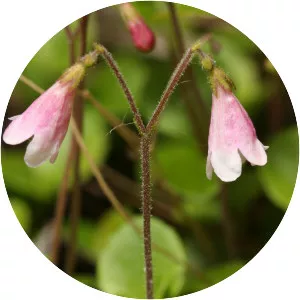 Linnaea borealis - Plants