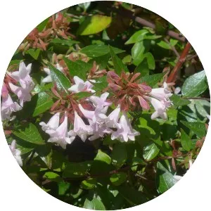 Linnaea × grandiflora